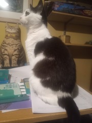 Any advice on finding a home for more mature foster cat?