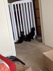 Trick or Cat Treat? The Excellent Cats do Halloween