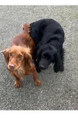 Puppy Survival Thread for New and Old Pups - here comes winter 2024