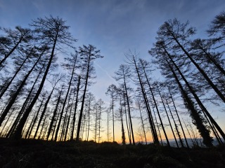 The Nigel Slater Christmas Chronicles Readalong 2024 Part 2