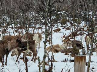 The Nigel Slater Christmas Chronicles Readalong 2024