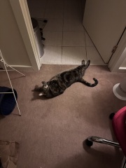 Tart cat.