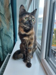 Help name our cat!