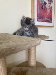 Trick or Cat Treat? The Excellent Cats do Halloween