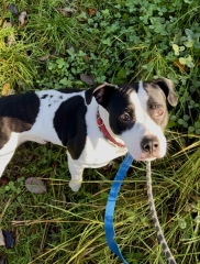 Thread 11 Starmer: Will that Phone Call Be To Harris or to Trump? (the decidedly superior looking cats thread)