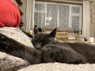 Trick or Cat Treat? The Excellent Cats do Halloween