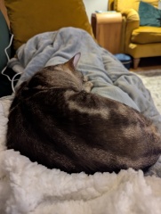 Trick or Cat Treat? The Excellent Cats do Halloween