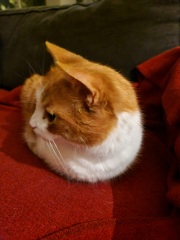 Trick or Cat Treat? The Excellent Cats do Halloween