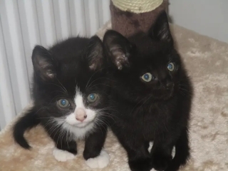 If your cat did OLD, what profile picture would she/he use?