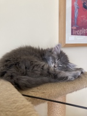 Trick or Cat Treat? The Excellent Cats do Halloween