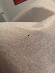 What are these bugs?!