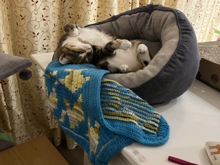 If your cat did OLD, what profile picture would she/he use?