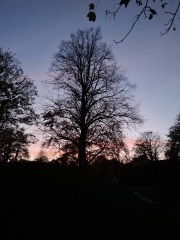 The Nigel Slater Christmas Chronicles Readalong 2024 Part 2