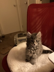 Trick or Cat Treat? The Excellent Cats do Halloween