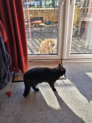 Trick or Cat Treat? The Excellent Cats do Halloween