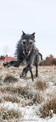 Nightmares about new dog