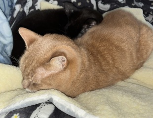 Question about Heated Cat Pads