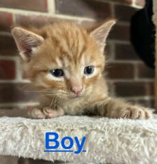 New kittens