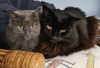 If your cat did OLD, what profile picture would she/he use?