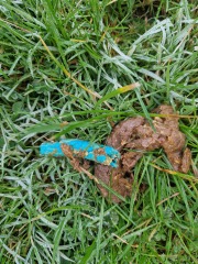 Blue poo?? WARNING gross pic of poo