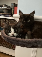 If your cat did OLD, what profile picture would she/he use?