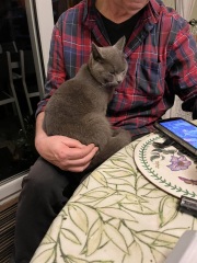 Trick or Cat Treat? The Excellent Cats do Halloween