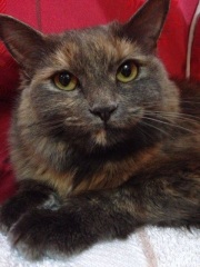 If your cat did OLD, what profile picture would she/he use?