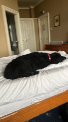 Dog gone nervous since 5th Nov?