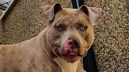 "Loving" XL Bully mauls 10yo to death