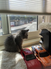 Trick or Cat Treat? The Excellent Cats do Halloween