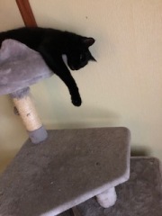 If you’ve lost a loved cat and hesitating whether to take the plunge again..