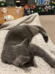 Trick or Cat Treat? The Excellent Cats do Halloween