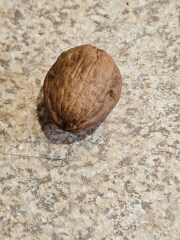 Trick or Cat Treat? The Excellent Cats do Halloween