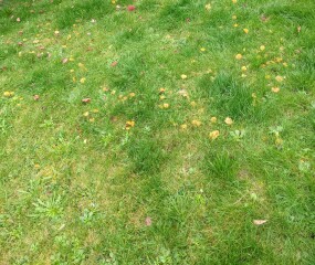 Lawn fungus