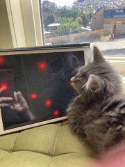 Trick or Cat Treat? The Excellent Cats do Halloween