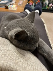 Trick or Cat Treat? The Excellent Cats do Halloween