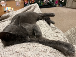 Trick or Cat Treat? The Excellent Cats do Halloween