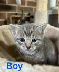 New kittens