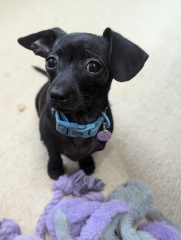 Puppy Survival Thread for New and Old Pups - here comes winter 2024