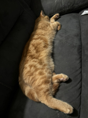 Trick or Cat Treat? The Excellent Cats do Halloween