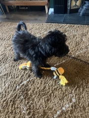 Please help – serious puppy blues!
