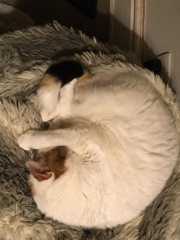 Trick or Cat Treat? The Excellent Cats do Halloween