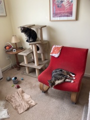 Enter Cat Four