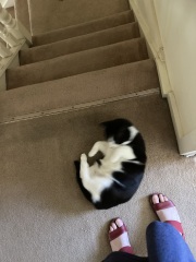 Tart cat.