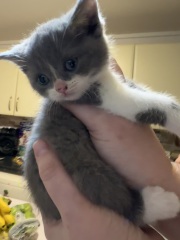 Bringing our new girl home - help!