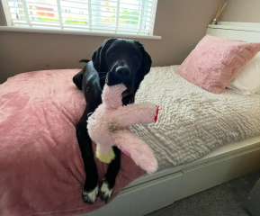Which dog?