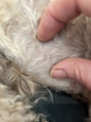 Any idea what these nodule things are?
