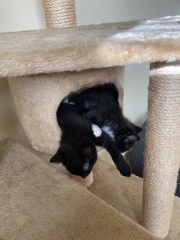 Trick or Cat Treat? The Excellent Cats do Halloween