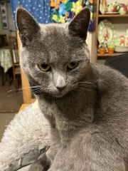 If your cat did OLD, what profile picture would she/he use?