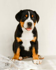 Which breed?